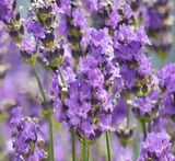 ラベンダーの花