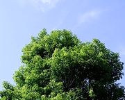 オーガニック成分、肌に優しい成分のイメージ