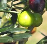 オリーブの実と葉