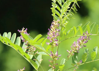 グリチルリチン酸が抽出できる甘草のイメージ