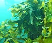 海藻エキスが抽出できる海洋の様子