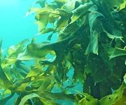 海藻が漂う海中の様子