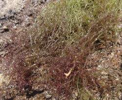 モーイエキスが抽出できる海藻のカズノイバラ