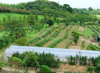 無農薬のハーブを栽培するハーブ園のイメージ