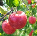 リンゴ培養果実細胞エキスが抽出できるリンゴ