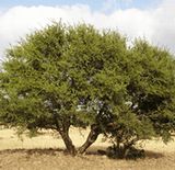 アルガニアスピノサの木