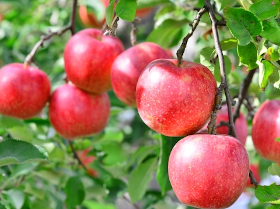 リンゴ幹細胞が培養できる生命力に優れたリンゴ