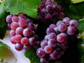 ブドウ幹細胞エキスが培養できる高品質なブドウ